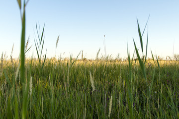 steppe summer