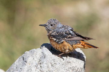 Common rock thrush
