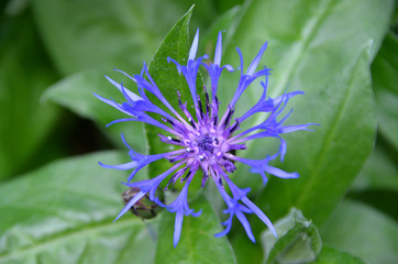 Blaue Blüte Nahaufnahme