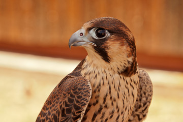 Young hawk or falcon ready for hunting