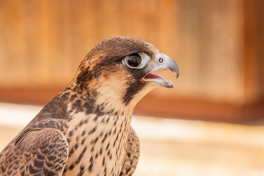 Young hawk or falcon ready for hunting