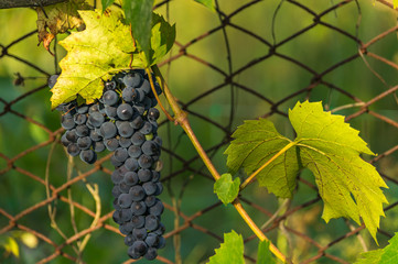 Raceme of black grape is hanging on a fence lightened by sun 
