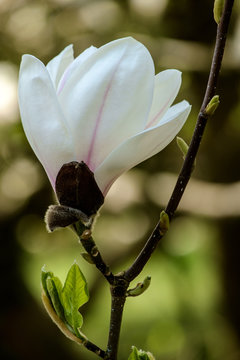 Fototapeta Magnolia flower