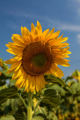 Agricultural scene with sunflower and blue sky on background