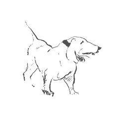 Hang line drawing standing dog breed Basset hound