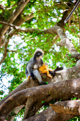 Spectacled langur