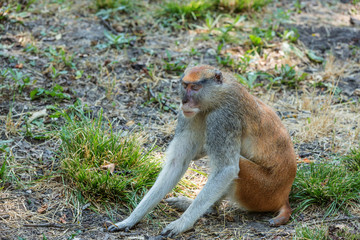 Monkey touching the ground and feeling the Earth vibration