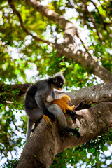 Spectacled langur