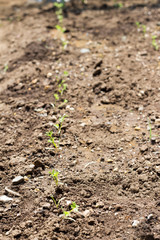 Cultivating carrots