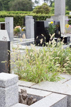 Weeds covered over Japanese neglected grave yard