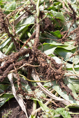 Root nodules containing Rhizobiaceae bacteria