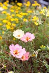 Pink portulaca grandiflora