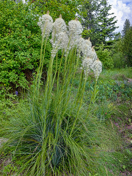 Bear Grass in Garden