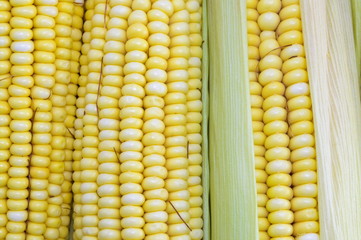 Fresh yellow corn cobs close up