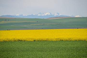 Blooming Canola Fields