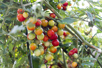 Bearing a lot of cherry tomatoes