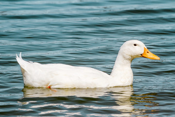 Domestic White Duck Swimming in the Pond