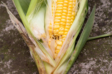 Damaged corn by insects