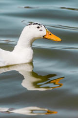 Domestic White Duck Swimming in the Pond