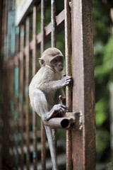 Naklejka na ściany i meble Little Monkey Sitting on Fence