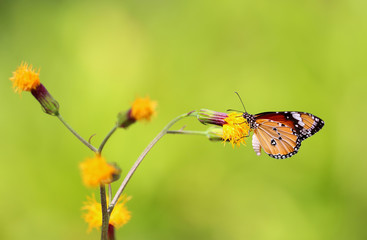 Beauty butterfly in Thailand.
