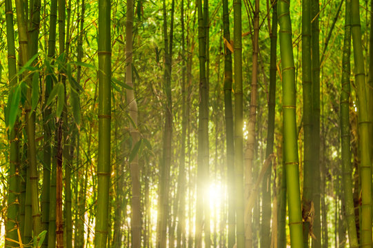 Bamboo Forest.