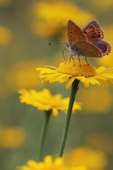 Purple-edged Copper- Lycaena hippothoe - makro photo