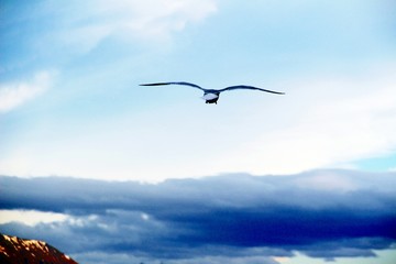 Fly hoigher / Single seagull is flying higher into the sky with clouds