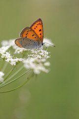 Large Copper butterfly Lycaena dispar on Anthriscus sylvestris, known as Cow Parsley, Wild Chervil, Wild Beaked Parsley, Keck, or Queen Anne's lace or Mother-die