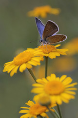 Obraz premium Common Blue butterfly - polyommatus icarus