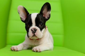 French Bulldog puppy