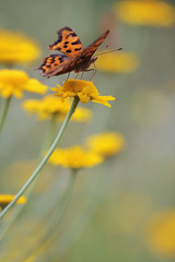 Comma Butterfly - Polygonia c-album butterfly and yellow camomile