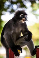 Obraz premium Spectacled langur