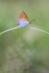Large Copper butterfly Lycaena dispar 
