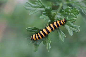 Cinnabar moth - Tyria jacobaeae - Caterpillar