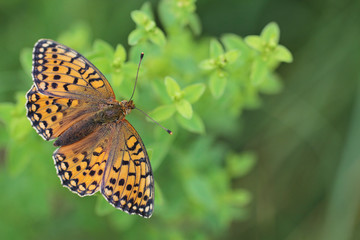 Dark Green Fritillary butterfly - Argynnis aglaja