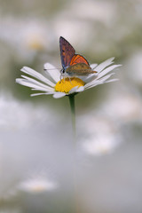 Purple-shot Copper - Lycaena alciphron and white chamomile flower