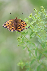 Dark Green Fritillary butterfly - Argynnis aglaja