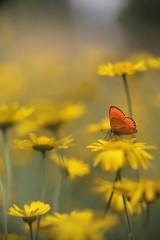 red butterfly Scarce Copper , Lycaena virgaureae © butterfly-photos.org