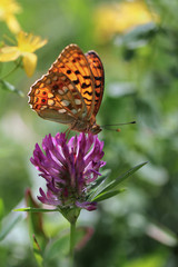 High Brown Fritillary butterfly