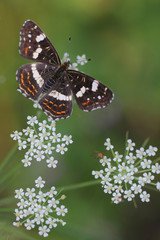 butterfly - Map butterfly - Araschnia levana