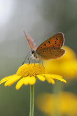 Purple-edged Copper- Lycaena hippothoe
