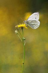 Small White butterfly