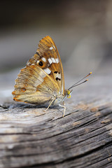 Obraz premium Purple Emperor (Apatura iris)