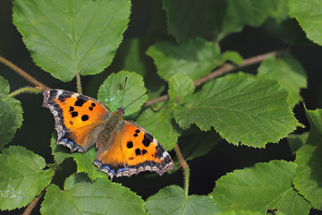 Blackleg Tortoiseshell or Large Tortoiseshell (Nymphalis polychloros) butterfly