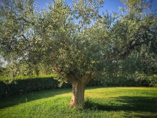 pianta di olivo