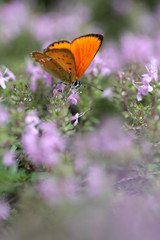 Red butterfly