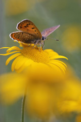 red butterfly Scarce Copper , Lycaena virgaureae