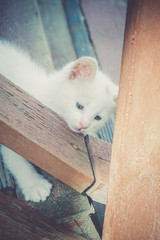 White Kitten on Wooden Stairs Retro