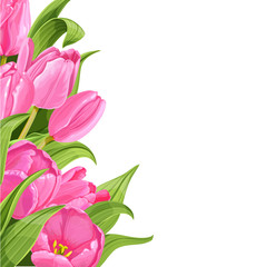 Pink tulips on white background